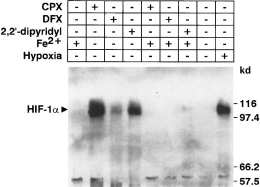 Fig. 8. Iron blocks the DFX- and CPX-mediated HIF-1α protein induction in HepG2 cells. / HepG2 cells were treated with CPX (8 μmol/L), DFX (100 μmol/L), and 2,2′dipyridyl (100 μmol/L) for 4 hours in the presence or absence of a 1:1 molar ratio of simultaneously added ferrous ethylenediammonium sulfate. HIF-1α protein was quantitated by immunoblotting as described in Figure 4.