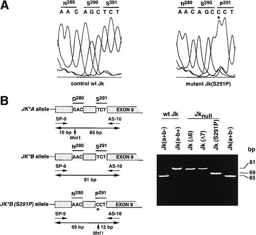 Fig. 2. Identification of Jk transcript mutation in the Finnish Jknull variant. / (A) Partial sequence analysis of the Jk transcript isolated from a wt Jk donor and from Finnish Jknull variant, Jk(S291P), within exon 9. The 2 Jk transcripts differ by a single base substitution T871C (star) changing serine (S) to proline (P) at position 291 in the Jk polypeptide. The display of the sequence diagram is from the Alf-Express DNA sequencer. (B) Left, schematic representation of the Jk(S291P) DNA genotyping assay by PCR-RFLP using primers SP-9 and SP-10. Exon 9 carries 2 polymorphisms that create 2 Mnl I sites, the first at position 838 corresponds to theJK*A/JK*B polymorphism, and the second at position 871 corresponds to the JK*B (S291P) null allele. Right, the 81-bp PCR product encompassing the 2 polymorphisms was cleaved byMnl I into 69- and 12-bp fragments in the Jk(S291P) mutant. As expected, the products from Jk(a−b+), Jk(Δ6), and Jk(Δ7) samples were uncut, whereas the product from Jk(a+b−) was cut into 16- and 65-bp fragments. Only the upper part of the gel containing the higher fragments is shown. Single base substitution is located by a star and size of fragments (bp) are given on the right.