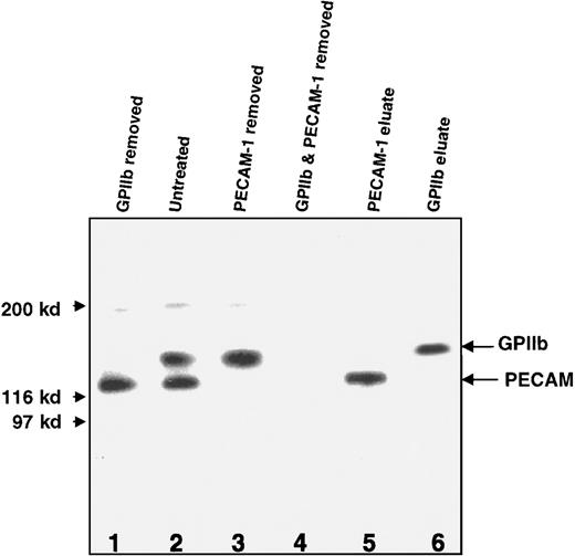 Fig. 9. Western blot (nonreduced) of A antigen on GPs in a lysate prepared from Type II A1 high-expresser platelets with and without absorption with mAbs MBC 132.1 and MBC 78.2. / (Lane 1) After absorption with MBC 132.1 (anti-GPIIb), the higher molecular weight band was removed. (Lane 2) Without absorption, 2 prominent bands with mobilities expected of GPIIb and PECAM were identified. (Lane 3) The lower molecular weight band was removed by absorption with MBC 78.2 (anti-PECAM). (Lane 4) Both bands were removed by combined absorption with the 2 mAbs. (Lanes 5 and 6) Recovery of the expected bands upon elution from the mAb-conjugated beads used for absorption in lanes 1 and 3. Similar results were obtained with platelets from a second Type II high expresser of A1(not shown).