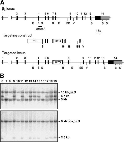 Fig. 1. Targeting the Bc and βIL-3 loci. / (A) Partial map of the Bc locus, targeting construct, and predicted alteration of the Bclocus after homologous recombination. Coding exons are numbered and shown as black boxes. Noncoding exons are shaded gray. The position of probe A is indicated. This probe was used to identify homologous recombinants and to genotype mice by Southern blotting. Restriction enzyme sites are shown, where B indicates BamHI; E,EcoRI; S, SacI; V,EcoRV. (B) Southern blot analysis of tail DNA from offspring of a chimera generated by injection of ES cells containing targeted mutations of the Bc and BIL3 loci. DNA was digested with BamHI. Blots were probed with probe A (top panel) or a probe that detects the targeted mutation of theBIL3 locus (bottom panel).8 In the top panel, the targeted Bc allele is a 6.7-kb (kilobase) band, and the wild type allele is a 5-kb band. The probe cross-hybridizes with the BIL3 locus, which is seen as a 10-kb band. In the bottom panel, the 9-kb band represents hybridization of the probe to the Bc and BIL3 wild type alleles. The targeted BIL3 allele is seen as a 2.5-kb band. In the ES cell line used to generate these mice, the targeted mutations in the Bc and BIL3 loci are always observed in the same offspring, indicating that the homologous recombination events in the 2 loci lie on the same chromosome.