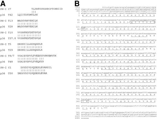 Fig. 1. Comparison of PN-I and p36 sequences. / (A) Alignment of p36 sequences, as reported,12 with those determined for PN-I. (B) Human PN-I cDNA sequence and its encoded amino acid sequence. The first base of the translation start codon is designated +1 and the stop codon is indicated by asterisks. The 251 amino acids obtained from PN-I peptide sequencing are underlined. Residues of fragments T42 and T50 of p36 that are not aligned with PN-I peptides (panel A) are boxed in the PN-I sequence.