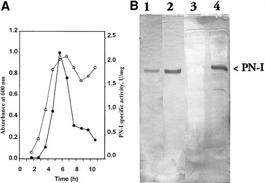 Fig. 2. Expression of PN-I activity in. / E coli and PN-I immunoblot analysis. (A) The specific activity of the expressed PN-I (●) is plotted as a function of growth of BL21 cells transformed with the recombinant plasmid ○. (B) Antiserum raised against peptide KSSVRIKNPTRVEEC is incubated at 1:1500 dilution with blotted pure wild-type PN-I (lane 1); antiserum against peptide DNSNIILLGDSQGDC is incubated at 1:1500 dilution with blotted pure wild-type PN-I (lane 2), and blotted extracts of BL21 cells transformed with nonrecombinant (lane 3) and recombinant plasmid (lane 4).