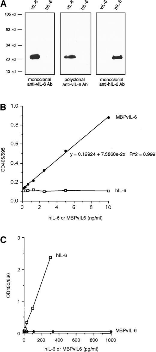 Fig. 1. Antibody specificity for vIL-6 and establishment of a vIL-6 ELISA. / (A) By Western blotting, a rabbit polyclonal antibody and a mouse monoclonal antibody raised against recombinant vIL-6 recognized vIL-6 but not hIL-6; a mouse anti-hIL-6 monoclonal antibody recognized hIL-6 but not vIL-6. (B) Detection of vIL-6 by a solid-phase sandwich ELISA using an anti-vIL-6 mouse monoclonal and a rabbit polyclonal antibodies. The lower limit of sensitivity (the minimum amount of protein detected with 95% confidence) was calculated at 43.8 pg/mL MBP-vIL-6. The assay is linear (r = 0.999) between 30 and 3360 pg/mL of vIL-6. hIL-6 was not recognized in this vIL-6 ELISA. (C) Detection of hIL-6, but not vIL-6, by a hIL-6–specific ELISA.
