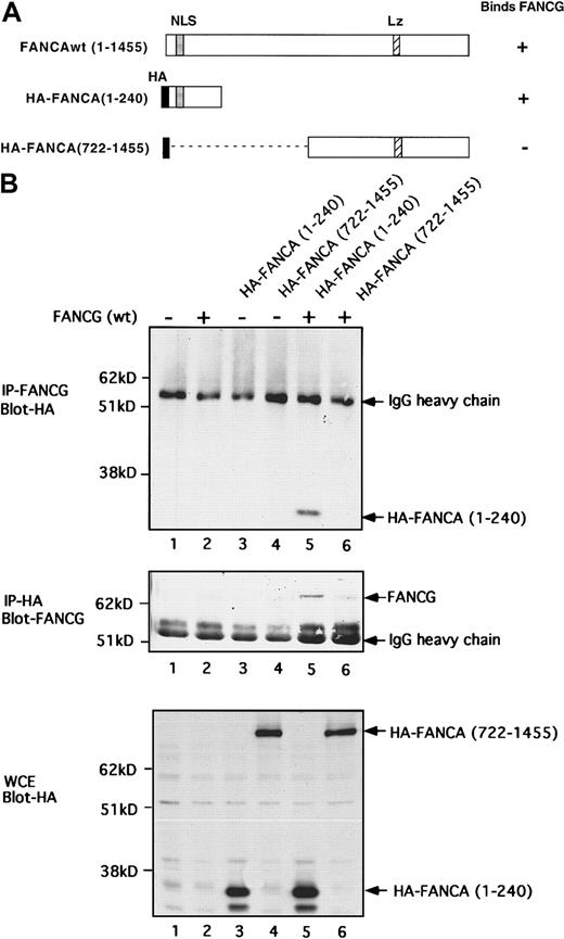 Fig. 1. The amino terminal region of FANCA is required for FANCG binding. / (A) Schematic representation of wild-type (wt) and truncated mutant forms of FANCA. The two indicated mutant FANCA polypeptides contain an HA-epitope tag at their amino terminus. Results of binding studies are summarized as (+) and (−). NLS, nuclear localization signal; Lz, leucine zipper. (B) COS cells were cotransfected with the indicated FANCA cDNA mutants and the full-length FANCG cDNA. Immunoprecipitation (lanes 1-6) was performed with an anti-FANCG antiserum (upper blot) and an anti-HA antibody (middle blot). Immunoblotting was done with an anti-HA monoclonal antibody or with an anti-FANCG antiserum, as indicated. WCE denotes whole cell extract.