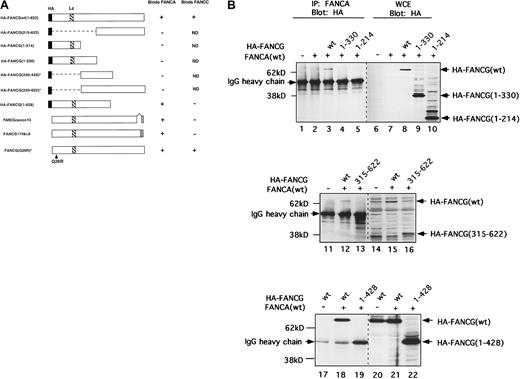 Fig. 2. The amino terminal two-thirds of FANCG (amino acids 1-428) is required for FANCA binding. / (A) Schematic representation of wild-type and mutant forms of FANCG. Seven FANCG polypeptides contain an HA-epitope tag at their amino terminus. FANCGΔexon13 (modeled from a splice variant observed by RT-PCR from normal human cells that results from exon 13 skipping) has 551 amino acids plus 5 altered amino acids. FANCG1749ΔA (derived from a known FA-G patient) has 583 amino acids plus 9 altered amino acids resulting from a frame shift. Results of binding studies are summarized as (+) and (−). Lz, leucine zipper. (B) COS cells were cotransfected with the indicated HA-FANCG mutant cDNAs and the full-length (wild-type) FANCA cDNA. Immunoprecipitation (lanes 1-5, 11-13, and 17-19) was performed with an anti-FANCA antiserum. Whole cell extracts (WCE) were analyzed in lanes 6-10, 14-16, and 20-22. Immunoblotting was done with an anti-HA monoclonal antibody. In lane 19, HA-FANCG 1-428 comigrated with the immunoglobulin heavy chain at 50 kD. * Data not shown.