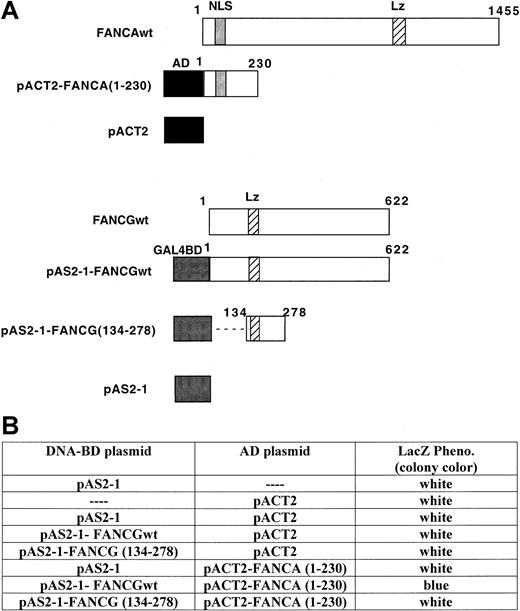 Fig. 3. Analysis of FANCA/FANCG binding interaction by yeast 2-hybrid method. / (A) Diagrams of the constructs used in the yeast 2-hybrid assays. FANCA 1-230 was subcloned in-frame, downstream of the GAL4 activation domain (AD) (amino acids 768-881) in the pACT2 vector. FANCGwt and FANCG (amino acids 134-278) were subcloned in-frame, downstream of the GAL4 DNA-binding domain (GAL4BD) (amino acids 1-147) in the pAS2-1 vector. (B) Colony-lift filter assay to assess the binding between FANCA and FANCG proteins. Yeast strain Y190 was cotransformed with the plasmids indicated. The expression of proteins was confirmed by immunoblotting of whole yeast extract with antibodies against GAL4-AD or GAL4 DNA-BD (data not shown).