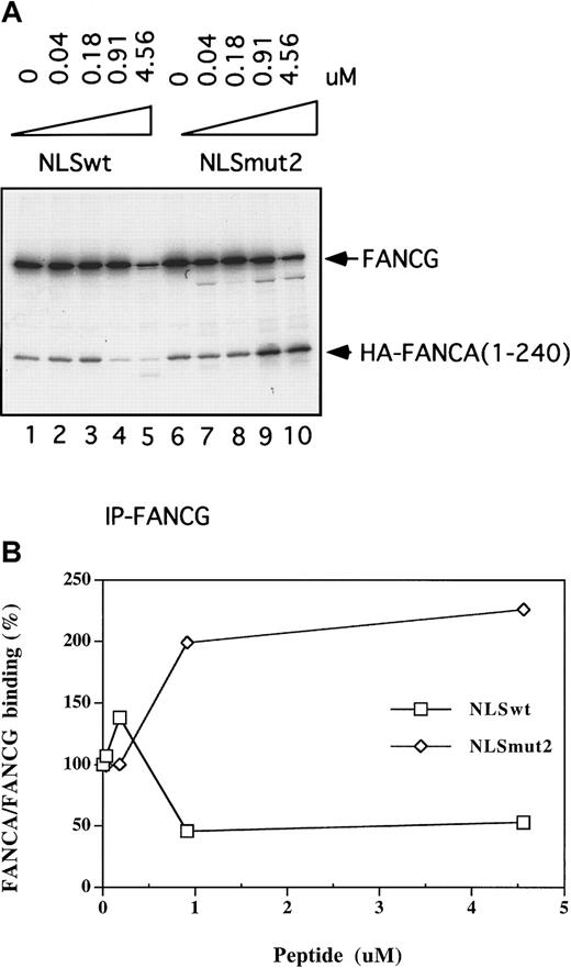 Fig. 4. Competition of FANCA/FANCG binding by the 20 amino acid peptide from the NLS region of FANCA. / (A) 35S-labeled, in vitro-translated FANCG(wt) protein was preincubated with the indicated concentrations of FANCA-NLS-wt peptide or FANCA-NLS-mut2 peptide for 30 minutes. 35S in vitro-translated, FANCA 1-240 was subsequently added, and an immunoprecipitation was performed with an anti-FANCG antiserum. (B) The autoradiograph in (A) was subjected to densitometric scanning and plotted. FANCA/FANCG binding was normalized as the ratio of HA-FANCA 1-240 over FANCG. The binding in the absence of peptide was set as 100%.