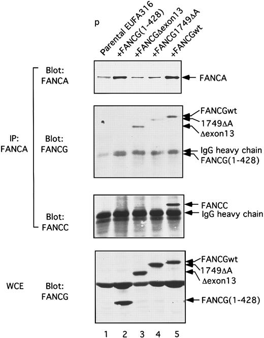 Fig. 6. Truncated mutant forms of the FANCG protein bind to FANCA but not to FANCC. / The FA-G lymphoblast line, EUFA316, expressing the various indicated forms of the FANCG protein, was analyzed for FANCA/FANCC/FANCG binding. Proteins extracted from the indicated EUFA316 transfectants were immunoprecipitated with an anti-FANCA antiserum, and the immune complexes were analyzed by immunoblotting with either anti-FANCA, anti-FANCG (N-terminal), or anti-FANCC antisera. In lane 2, IP-FANCA/Blot-FANCG, FANCG 1-428 migrated slightly faster than immunoglobulin heavy chain. Alternatively, whole cell extracts (WCE) were immunoblotted directly.