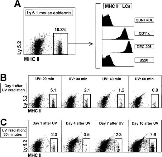 Fig. 1. Migration and reconstitution of the epidermal LC population after UV-C irradiation. / (A) Characterization and phenotype of LCs in ear epidermal cell suspensions of control recipient Ly 5.1 mice. (B) Induction of LC egress from the epidermis by UV-C irradiation. Ly 5.1 mice were exposed to short wavelength UV-C irradiation for the indicated times, and the epidermal LC population was analyzed after 24 hours. (C) Recovery of the epidermal LC population after UV-C irradiation. Ly 5.1 mice were exposed to UV-C irradiation for 30 minutes and analyzed at the indicated times. The percentage of MHC II+ LCs is indicated. These results are representative of 4 experiments with similar results.