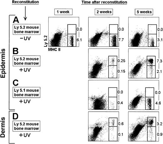 Fig. 2. Reconstitution of LCs and DDCs from BM cells. / BM cells (2 × 106) from Ly 5.2 (A, B, D) or Ly 5.1 (C) mice were injected IV into 7 Gy γ-irradiated Ly 5.1 recipient mice. Epidermal LCs and DDCs were isolated at the indicated times from the ear dorsal and ventral halves after separation of the epidermis from the dermis by trypsin treatment. The epidermal or dermal sheets were then cultured for 12 hours with GM-CSF, and LCs and DDCs were collected and analyzed for donor-derived Ly 5.2+ cells. Mice in panels B, C, and D were exposed to UV-C irradiation for 30 minutes, 24 hours after transfer of BM cells. The percentage of Ly 5.2+and Ly 5.2− MHC II+ LCs is indicated. These results are representative of 4 experiments with similar results.