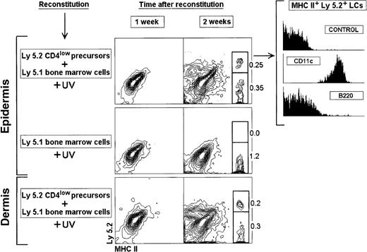 Fig. 3. Reconstitution of LCs and DDCs from CD4lowprecursors. / Thymic CD4low precursors (3 × 104) were injected IV into 7 Gy γ-irradiated 8-week-old C57 BL/6 Ly 5.1 Pep3b recipient mice, along with 4 × 104 Ly 5.1 BM cells to ensure survival of recipients. Mice were exposed to UV-C irradiation for 30 minutes, 24 hours after transfer of CD4low precursors. Control mice were injected with 4 × 104 Ly 5.1 BM cells. At the indicated times mice were analyzed for donor-derived Ly 5.2 LCs or DDCs. The phenotype of Ly 5.2+ LCs reconstituted from CD4low precursors 2 weeks after transfer is shown. The percentage of Ly 5.2+and Ly 5.2− MHC II+ LCs and DDCs is indicated. These results are representative of 3 experiments with similar results.