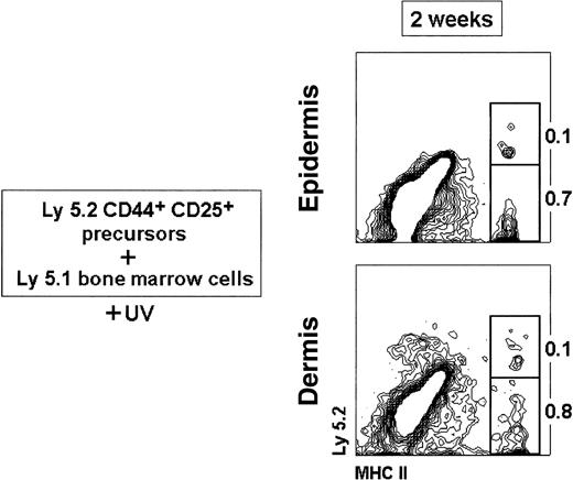 Fig. 5. Reconstitution of LCs and DDCs from CD44+CD25+ precursors. / Thymic CD44+ CD25+ precursors (3 × 104) were injected IV into 7 Gy γ-irradiated 8-week-old C57 BL/6 Ly 5.1 Pep3b recipient mice, along with 4 × 104 Ly 5.1 BM cells to ensure survival of recipients. Mice were exposed to UV-C irradiation for 30 minutes, 24 hours after transfer of CD44+ CD25+ precursors. The percentage of Ly 5.2+ and Ly 5.2− MHC II+ LCs and DDCs is indicated. Data are representative of 2 independent experiments with similar results.
