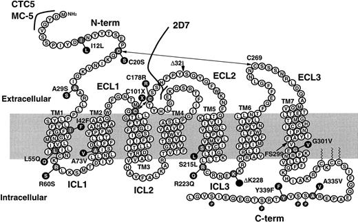 Fig. 1. Natural CCR5 mutants. / The putative transmembrane organization of CCR5 is represented, as well as the location and the nature of the CCR5 natural mutations (in black) analyzed in this study. Extracellular loops (ECL), intracellular loops (ICL), and transmembrane domains (TM) are numbered. Disulfide bonds linking together CCR5 extracellular domains (C20-C269 and C101-C178) as well as the epitopes recognized by the MAbs 2D7, MC-5, and CTC5 are indicated. The 55 523 MAb recognizes a conformational epitope that includes the N-terminal domain and second ECL.