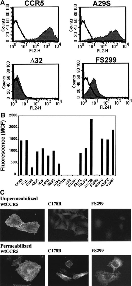 Fig. 2. Surface expression and cellular trafficking of CCR5 natural mutants. / (A) Cell surface expression of wtCCR5 and the A29S, Δ32, and FS299 mutants as analyzed by FACS using 2D7-PE, a MAb mapping to the second extracellular loop of the receptor. The displayed patterns are representative of the surface expression observed for the various mutants. Staining of untransfected cells with 2D7 was used as a negative control. (B) Mean channel fluorescence (MCF) obtained for all mutants using the 2D7 MAb. A typical experiment out of the two performed independently is represented. (C) Subcellular distribution of wt CCR5, C178R, and FS299 as analyzed by confocal microscopy by using MC-5, a MAb recognizing a linear epitope on the receptor N-terminus. Paraformaldehyde-fixed cells were permeabilized or not with 0.15% Triton X-100 before staining. The figure presented is representative of two experiments with similar results.