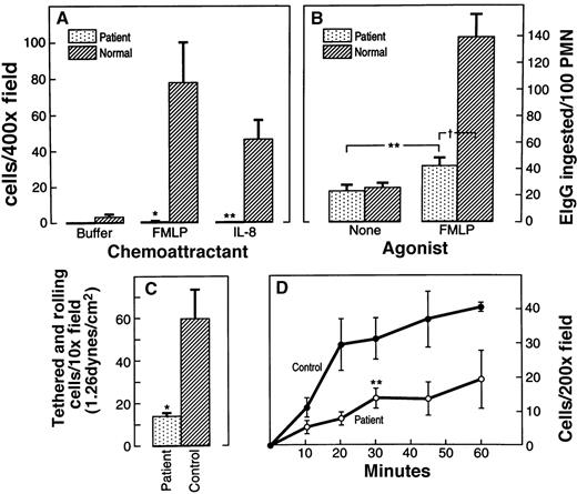 Fig. 1. Actin-based function of patient neutrophils compared to normal neutrophils. / (A) Chemotaxis in a modified Boyden chamber in response to fMLP and IL-8. The number of neutrophils migrating through the filter was determined by counting 5 random 400× microscope fields. Data are expressed as mean number of cells per field ± SEM. *P = .01; **P = .05. (B) Phagocytosis of IgG-coated erythrocytes unstimulated and in response to fMLP. **P = .05, fMLP vs no agonist (patient);†P = .001 patient vs normal. (C) Neutrophil rolling on the l-selectin ligand, GlyCAM-1. Tethered and rolling cells were scored and averaged in 10 to 12 different fields of the GlyCAM-1–coated plate in the second minute of the rolling assay. Data shown represent the average number of tethered cells, ± SEM, observed using 2 independently isolated cell preparations and 2 independently prepared GlyCAM-1–substituted chamber surfaces. *P = .01. (D) Time course of neutrophil adhesion to fibrinogen. The number of adherent neutrophils was determined by counting 5 random 200× microscope fields. **P = .05 only at the 30-minute time point; P > .05 (NS) all other points.