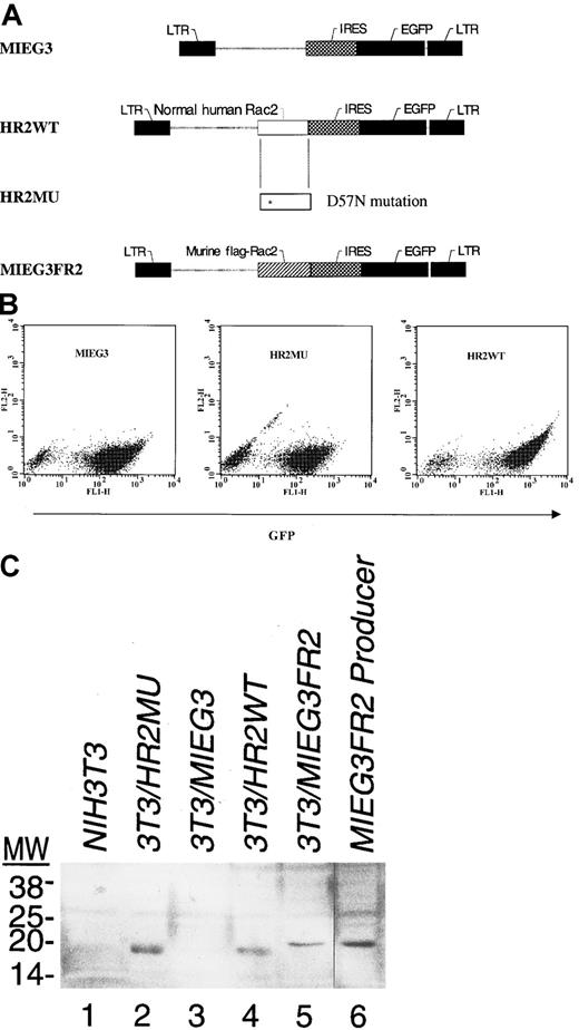 Fig. 4. Retroviral-mediated transduction of normal and patient cells with Rac2-containing vectors. / (A) Recombinant retroviral vectors constructed as described in “Materials and methods” were based on MIEG3, a modified MSCV vector, and contain either the WT Rac2 sequence (HR2WT) or the D57N mutant cDNA derived from the patient (HR2MU). Also shown is the vector expressing the Flag-tagged WT murine Rac2 (MIEG3FR2). LTR, long terminal repeat; IRES, internal ribosome entry site; EGFP, enhanced green fluorescent protein. (B) Flow analysis of NIH/3T3 cells infected with respective retrovirus vectors and analyzed for expression of GFP; horizontal axis shows GFP expression. (C) Western blot analysis of transduced and sorted NIH/3T3 cells for Rac2 protein. Expression of the Rac2 protein is identified in NIH/3T3 cells infected with HR2MU (patient mutant cDNA, lane 2), HR2WT (WT cDNA, lane 4), MIEG3FR2 (murine Flag-tagged Rac2, lane 5), and the viral producer cell expressing MIEG3FR2 virus (lane 6). No expression is seen in NIH/3T3 cells or NIH/3T3 cells infected with the virus expressing only EGFP (lane 1,3). The size of the murine Rac2 protein is slightly higher because of the Flag tag. The faint cross-hybridizing bands seen in lanes 1 and 3 are caused by cross-hybridization with Rac1.21