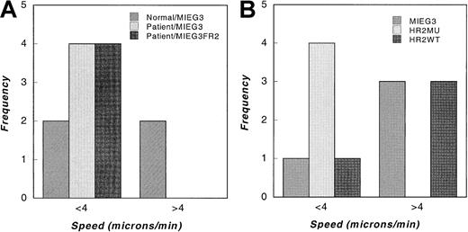 Fig. 5. Motility of normal and mutant cells expressing Rac proteins analyzed by videomicroscopy. / Transduced patient and normal myeloid cells were allowed to adhere to glass coverslips before they were loaded into a Zigmond chamber with a 0 to 10−5 mol/L chemotactic gradient of fMLP. The speed of GFP-positive cells, identified using epifluorescence, was analyzed from video frames digitized at 1-minute intervals. (A) Histogram of speeds of control transduced normal and patient cells (normal/MIEG3, patient/MIEG3), and patient cells transduced with WT murine Rac2 (patient/MIEG3FR2). Data shown are from 1 of 2 experiments with similar results. (B) Histogram of speeds of normal cells expressing EGFP alone (MIEG3), D57N mutant Rac2 (HR2MU), or WT Rac2 (HR2WT). Data shown represent 1 of 3 experiments with similar results.