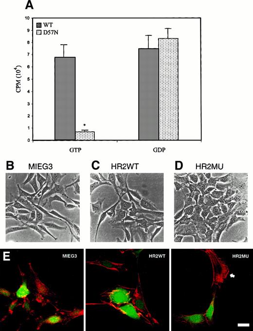 Fig. 6. GTP and GDP binding to normal and D57N recombinant Rac protein and dominant-negative effects of D57N on morphology of NIH/3T3 cells. / (A) WT and D57N Rac2 protein was expressed in E coli and then assayed for binding to 3H-GDP or35S-γGTP as described in “Materials and methods.” Data presented are from 3 experiments (mean ± SEM) P< .001 vs WT. (B-D) Photomicrographs of GFP-positive NIH/3T3 cells after infection with retrovirus vectors expressing only GFP (MIEG3) (B), WT Rac2 (HR2WT) (C), or D57N mutant Rac2 (HR2MU) (D). (E) Fluorescent photomicrographs of the same cells in B-D, stained with rhodamine–phalloidin. Note the extensive ruffling in cells transfected with MIEG or HR2WT and in the untransfected (cell staining only at arrowhead in HR2MU panel). In contrast, note the complete absence of ruffling in 2 cells shown transduced with HR2MU (green nuclei). Bar represents 20 μm.