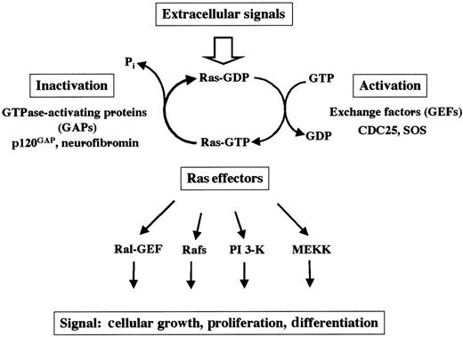 Fig. 1. The switch function of Ras. / Ras cycles between the active GTP-bound and the inactive GDP-bound state. Mitogenic signals activate guanine GEFs such as SOS and CDC25. GEFs increase the rate of dissociation of GDP and stabilize the nucleotide-free form of Ras, leading to binding of GTP to Ras proteins. Ras can also be activated by the inhibition of the GAPs.