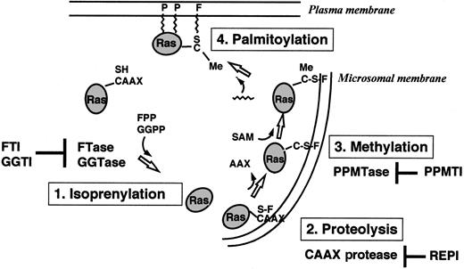 Fig. 2. Overview of the posttranslational modifications of Ras proteins in cells. / FTase or GGTase I transfers a farnesyl (F) group or a geranylgeranyl group from FPP or GGPP to the thiol group of the cysteine residue in the CAAX motif. The C-terminal tripeptide is removed by a CAAX-specific endoprotease in the endoplasmatic reticulum. A PPMTase attaches the methyl group from S-adenosylmethionine (SAM) to the C-terminal cysteine. Finally, a prenyl protein–specific palmitoyltransferase (PPPTase) attaches palmitoyl groups (P) to cysteines near the farnesylated C-terminus. PPMTI indicates prenyl protein–specific methyltransferase inhibitor.