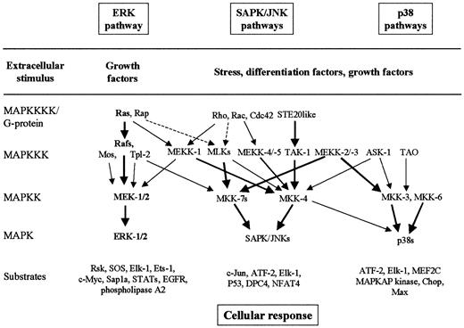 Fig. 3. The best-characterized MAPK modules are the ERK pathway, the SAPK/JNK pathway, and the p38 pathway. / The classical Ras-to-MAPK cascade is shown in bold. The MAPK cascades consist of a MAPKKK, a MAPKK, and a MAPK. MAPKKKs are activated through a large variety of extracellular signals such as growth factors, differentiation factors, and stress. The activated MAPKKK can phosphorylate and activate 1 or several MAPKKs, which, in turn, phosphorylate and activate a specific MAPK. Activated MAPK phosphorylates and activates various substrates in the cytoplasma and the nucleus of the cell, including transcription factors. These downstream targets control cellular responses (eg, apoptosis, proliferation, and differentiation). Thick arrows connect the signaling proteins with their preferred substrates (effectors). Note the complexity and the potential for crosstalk between the pathways.
