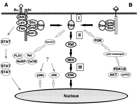 Fig. 4. The classical Ras-to-MAPK cascade. / (A) Signaling by cytokine receptors. The IL-3, IL-5, and GM-CSF receptors consist of a ligand-specific α-subunit and a common β-subunit. The β-subunit binds the NRTKs Lyn, Fes, and JAK2. After ligand binding, the α- and β-subunits are thought to dimerize, thus activating the receptor-bound NRTKs and subsequently causing a cascade of tyrosine phosphorylations. The phosphotyrosine residues represent docking sites for various signaling molecules (eg, Shc, SHP-2). ERKs are activated via the classical Ras-to-MAPK pathway. In addition, the MAPKs p38 and JNK become activated. The activation pathway is not completely understood, but some lines of evidence support the involvement of Ras or HPK-1 (hematopoietic progenitor kinase, a mammalian Ste20-related protein). Activated JAK2 phosphorylates the STAT (signal transducers and activators of transcription) family of nuclear factors which form heterodimers and homodimers, thus causing their translocation to the nucleus and subsequent binding to γ-activating sequences of the promoter region of various genes.4142 (B) Signaling by receptor tyrosine kinases. Extracellular stimuli such as mitogens or stress result in the intracellular activation of different MAPK cascades. The ERK-1/2 pathway is activated by mitogens in all cells and is an essential part of mitogenic signaling. Translocation of a fraction of activated ERKs to the nucleus subsequently leads to activation of transcription factors such as Elk-1, CREB, SRF, and Fos.40 The Raf kinases connect upstream tyrosine kinases and Ras with downstream serine/threonine kinases. When Ras becomes GTP-loaded, Rafs bind to Ras. It is unclear if Ras-Raf binding is itself always sufficient to activate the Raf kinases, which subsequently phosphorylate and activate the downstream MEKs. GTP-Ras also binds and activates PI-3K and Ral-GEF. PI-3K produces lipid second messengers, which activate AKT (Akt kinase) and ncPKC. Ral-GEF activates Ral-GTPases by promoting the GTP-bound state of Ral. Ral-GTP binds to Ral-BP1 (a GAP for CDC42 and Rac), phospholipase D (PLD1), and Ca2+ calmodulin (CaCM). (I) Inhibitors of Ras membrane association (eg, FTI, GGTI, PPMTI, and REPI); (II) sulindac; (III) MEK inhibitors (eg, PD098059, U0126, and Ro 09-2110). The thick, black arrows show the classical Ras-to-MAPK cascade. The thick, open arrows represent the Ras-to-Ral and the Ras–to–PI-3K signaling pathways. The STAT pathway is shown on the left.