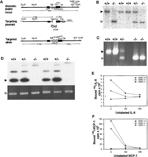 Fig. 1. Targeted disruption of the mouse DARC gene. / (A) mDARC targeting strategy. Top line: Endogenous DARC gene locus showing coding exon I and exon II in a 9-kb EcoRI fragment. A 3′ 1-kb SpeI-EcoR1 located outside the targeting construct was used as a probe for Southern blot analysis. Primers D1 and D2 were used for PCR identification of the wild-type DARC gene, and primers D2 and D3 were used to detect DARC cDNA by RT-PCR analysis. Middle line: The targeting plasmid, a 1.1-kbneo gene, was inserted to replace theBglII-XhoI fragment. This eliminates a part of the intron and 90 bp of exon II. A 5′ 4.3-kbEcoRI-BglII fragment was used as the 5′ arm of homology and a 3′ 1.2-kb XhoI-PstI fragment containing most of the coding exon was used for the 3′ homology. A TK gene was inserted for negative selection of ES cells. The OSDUPDEL vector was used to create the targeting construct. Bottom line: The correctly targeted allele. There is a unique EcoRI site introduced with the neo gene that results in a reduction of the germline 9-kb EcoRI fragment to 4.5 kb when the DARC probe is used for Southern blot analysis. Alternatively, the correctly targeted allele can be detected by PCR analysis by using primers D2 and Dneo−. (B) Southern blot showing correct targeting at the DARC locus. Genomic DNA prepared from the tails of F2+/+, F2+/−, and F2−/− mice were digested with EcoRI and probed with the DARC probe, detecting bands of 9.0 kb (▸, wild-type) and 4.5 kb (▹, targeted). (C) PCR gel showing correct targeting at the DARC locus. Genomic tail DNA from F2+/+, F2+/−, and F2 −/− mice was analyzed by PCR analysis with the use of primers D1, D2, and Dneo, resulting in a 400-bp wild-type product (▸) and a 300-bp targeted product (▹). (D) RT-PCR analysis of DARC-deficient mice. Total RNA was isolated and cDNA was obtained from the spleens of F2 DARC+/+, F2 DARC +/−, and F2 DARC −/− mice. There was no observable difference in the expression of DARC mRNA (▸) between +/+ and+/− mice; however, we did observe an alternate splicing product that is produced in the spleen at 800 bp. GAPDH mRNA (▹) served as a control. There is a faint 1.4-kb band that results from a nonfunctional message that is produced across the neoinsert. This RT-PCR analysis indicates that DARC−/− mice have no normal DARC mRNA in their spleens. (E) Absence of IL-8 binding to DARC-deficient RBCs. For a competitive binding assay, RBCs were isolated from F2 DARC+/+, +/−, and−/− mice and incubated with 0.5 nmol/L of125I-labeled IL-8 and varying amounts of unlabeled IL-8 (0, 100, or 500 nmol/L). Each data point represents the average of duplicate samples. Similar results were obtained in 3 independent experiments. (F) Absence of MCP-1 binding to DARC-deficient RBCs. Competitive binding assays with 125I-MCP-1 were performed as described above. Similar results were obtained in 2 independent experiments.