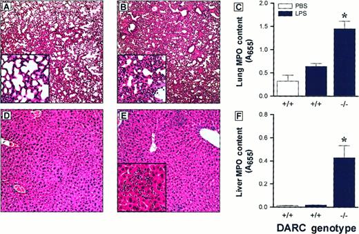 Fig. 2. Organ leukocyte accumulation is augmented in DARC nullizygous mice. / Mild leukocytic infiltrates were observed in lung and liver sections from DARC+/+ mice (panels A and D, respectively). Accumulation of leukocytes was markedly increased in lungs and livers from DARC−/− mice (panels B and E, respectively). Neutrophil accumulation, as measured by tissue MPO content, was significantly greater in DARC−/− mice in lung (panel C) and liver (panel F), compared with DARC+/+ mice (*P < .05). All sections were stained with hematoxylin and eosin; original magnification: A-E, 4×; insets, 20×. For analysis of tissue MPO content, bars represent mean ± SEM with n = 5 per group.