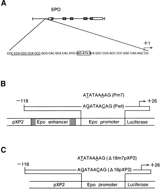 Fig. 1. Constructs used in this study. / (A) The GATA-binding site in the Epo 5′ promoter region (boxed) and repeated CACCC elements (underlined). (B) Diagrams of the reporter construct, the wild-type (Pwt) and the mutated GATA (Pm7) used in this study. The pEPLuc reporter construct is shown in the center. Shown above is the 144-bp insert from the Epo promoter. The mutation is indicated by underlining. The Epo enhancer contains an HIF-1 binding site. (C) Diagrams of the reporter constructs, Δ18pXP2, Δ18m7pXP2, used in this study. The mutation is indicated by underlining.
