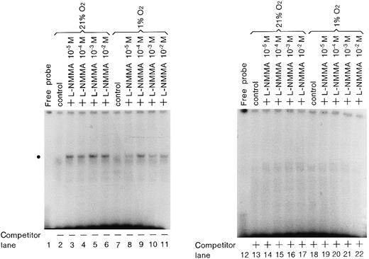 Fig. 8. Effect of L-NMMA on the expression of GATA-2. / EMSA was performed using 1.5 μg of protein from Hep3B cells under normoxia (lanes 2-6 and 13-17) and hypoxia (lanes 7-11 and 18-22), from Hep3B cells incubated with 10−5 mol/L L-NMMA (lanes 3, 8, 14, and 19), 10−4 mol/L L-NMMA (lanes 4, 9, 15, and 20), 10−3 mol/L L-NMMA (lanes 5, 10, 16, and 21), and 10−2 mol/L L-NMMA (lanes 6, 11, 17, and 22) for 1 hour. The dot at the left indicates the position of the GATA-2 transcription factor. A total of 25 ng (0.5 μL: 12.5-fold molar excess) of competitor DNA was added to each reaction mixture (lanes 13-22).