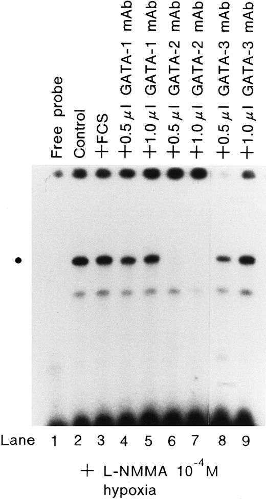 Fig. 9. Effect of monoclonal antibodies on the expression of GATA. / EMSA was performed using 1.5 μg of protein from Hep3B cells incubated with 10−4 mol/L L-NMMA under hypoxia (1% O2) for 1 hour; 2 μL of FCS (lane 3) or 0.5 or 1.0 μL monoclonal antibodies of hGATA-1 (lanes 4 and 5), hGATA-2 (lanes 6 and 7), and hGATA-3 (lanes 8 and 9) were incubated with nuclear extracts overnight at 4°C and then EMSA was performed. The dot at the left indicates the position of the respective proteins.
