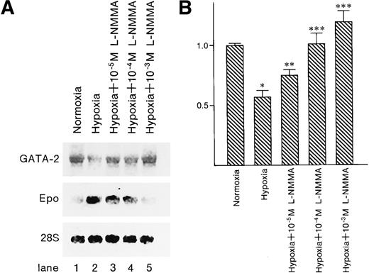Fig. 10. Effect of L-NMMA on the expression of GATA-2 and Epo mRNA. / (A) Northern blot analysis was performed using 20 μg of RNA from Hep3B cells incubated under conditions of normoxia (21% O2) (lane 1), conditions of hypoxia (1% O2) (lane 2), hypoxia with 10−5 mol/L L-NMMA (lane 3), hypoxia with 10−4 mol/L L-NMMA (lane 4), and hypoxia with 10−3 mol/L L-NMMA (lane 5) for 8 hours. Upper, middle, and lower panels show GATA-2, Epo, and 28S mRNA, respectively. (B) Quantitative differences in GATA-2 mRNA levels were evaluated by molecular imager FX. Abundance of GATA-2 mRNA is expressed as units of densitometry relative to normoxia. Three separate experiments were performed (n = 3). *Significance compared with normoxia,P < .01. **Significance compared with hypoxia,P < .05. ***Significance compared with hypoxia,P < .01.