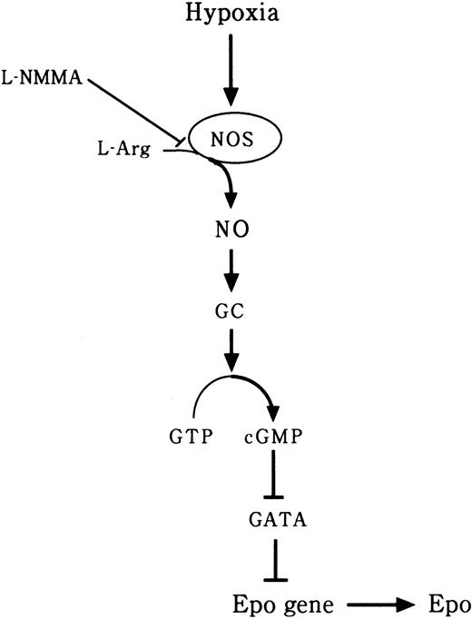 Fig. 11. Hypothesis regarding the effect of L-NMMA on the expression of Epo.