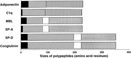 Fig. 1. Sequence features of adiponectin, complement C1q, and the collectins. / The monomer of adiponectin polypeptide (230 amino acids in its mature form) consists of 3 distinct regions: (1) a short N-terminal segment (solid black); (2) a collagen-like, glycine-X-Y repeating sequence (diagonal stripe); and (3) a C-terminal globular domain (hatched pattern). Adiponectin and C1q are similar in size, domain structure, and overall homology. They are different from the collectins in that they have no α-helix (solid white) regions and they contain C-terminal globular domains related to collagen VIII and X rather than the C-type lectin domains (horizontal stripe) in collectins.