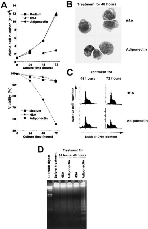 Fig. 5. Adiponectin inhibits the growth of an acute myelomonocytic cell line, M1, by inducing apoptosis. / (A) Triplicate aliquots of M1 cells (1 × 104 cells) were incubated in serum-free medium containing 10 μg/mL adiponectin, HSA, or medium alone for the indicated times. At various times after initiation of the culture, viable cell numbers (upper panel) and viability (lower panel) of M1 cells were determined by trypan blue dye exclusion. The results are shown as the mean ± SD values from triplicate cultures. (B-D) M1 cells were incubated in serum-free medium containing 10 μg/mL adiponectin or HSA for the indicated times and subjected to morphologic (B), nuclear DNA content (C), and DNA fragmentation (D) analyses. Each figure shows 1 of 3 similar experiments.