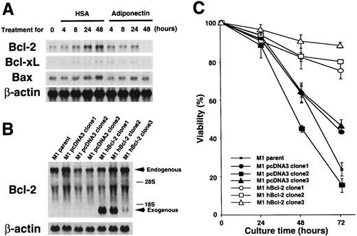 Fig. 6. Expression of apoptosis-related genes during cultures with adiponectin and effect of constitutive. / Bcl-2 gene expression on adiponectin-induced apoptosis. (A) M1 cells were cultured in serum-free medium containing 10 μg/mL adiponectin or HSA for the indicated times. Total RNAs were isolated and subjected to Northern blot analyses using the complementary DNAs (cDNAs) of Bcl-2, Bcl-xL,Bax, and β-actin as probes. This figure shows 1 of 3 similar experiments. (B) Total RNAs from parent M1, M1 pcDNA3 (clone 1-3), and M1 hBcl-2 (clone 1-3) were isolated and subjected to Northern blot analyses using the cDNAs of Bcl-2 and β-actin as probes. (C) Triplicate aliquots of parent M1 cells, M1 pcDNA3 clones, or M1 hBcl-2 clones were incubated in serum-free medium containing 10 μg/mL adiponectin for the indicated times. The viability of each clone was determined by trypan blue dye exclusion every 24 hours after initiation of the culture. The results are shown as the mean ± SD values from triplicate cultures. Similar results were obtained in 3 independent experiments.