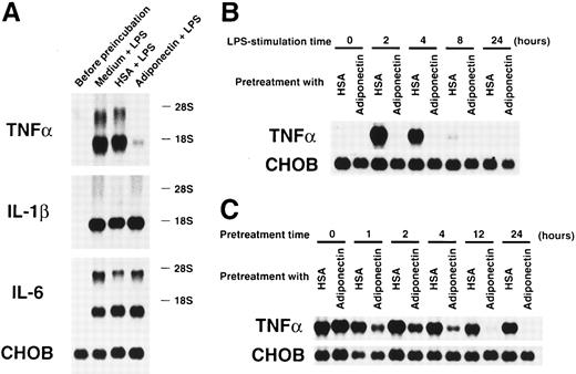 Fig. 8. Effects of adiponectin on expression of proinflammatory cytokines in macrophages stimulated with lipopolysaccharide (LPS). / (A) After preincubation with 10 μg/mL adiponectin, HSA, or medium alone for 24 hours, human macrophages were stimulated with 10 μg/mL LPS for 4 hours. Total RNAs were then isolated and subjected to Northern blot analyses using the cDNAs of tumor necrosis factor α (TNF-α), interleukin-1 β (IL-1β), interleukin-6 (IL-6), and Chinese hamster ovary (CHO) cells as probes. This figure shows 1 of 3 similar experiments. (B) After preincubation with 10 μg/mL adiponectin or HSA for 24 hours, human macrophages were stimulated with 10 μg/mL LPS for the indicated periods. (C) After preincubation with 10 μg/mL adiponectin or HSA for the indicated periods, human macrophages were stimulated with 10 μg/mL LPS for 4 hours. The expression of TNF-α and CHO genes in the indicated cells was determined by Northern blot analyses. Each figure in B and C shows 1 of 2 independent experiments.