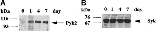 Fig. 1. Day-course study of Pyk2 and Syk induction in HL-60 cells in the presence of dimethyl sulfoxide (DMSO). / HL-60 cells were treated with 1.25% DMSO for the indicated days, and whole cell lysates were subjected to immunoblotting analysis with anti-Pyk2 (A) or anti-Syk (B) polyclonal antibody. In each lane, the equivalent amounts of protein (8.5 μg) from whole cell lysates were loaded. In each panel, the positions of molecular markers are shown on the left in kilodaltons. Arrows indicate the position of a Pyk2 (A) or Syk (B) protein band.