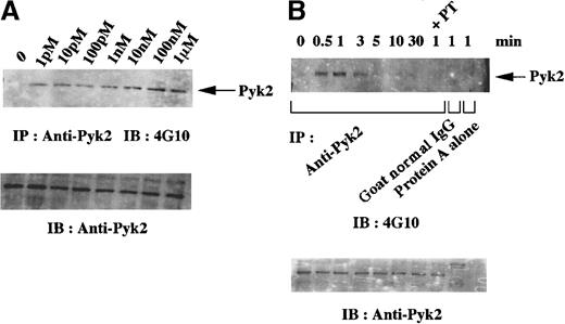 Fig. 2. Dose dependence and time-course studies of tyrosine phosphorylation of Pyk2 on stimulation with. / N-formyl-L-methionyl-L-leucyl-L-phenylalanine (fMLP) in granulocytic cells. HL-60 cells were treated with 1.25% DMSO for 4 days, and the differentiated (granulocytic) cells were then incubated in suspension in polypropylene tubes for 1 minute with the indicated concentrations of fMLP (A) or for the indicated times with 1 μmol/L fMLP (B). Lysates from the equivalent number of cells (5 × 106 cells) were immunoprecipitated with anti-Pyk2 polyclonal antibody (A) or with anti-Pyk2 polyclonal antibody, normal goat IgG, or protein A alone (B). In the experiment shown in Figure 2B, an aliquot of cells was pretreated with pertussis toxin (PT) before stimulation with fMLP. Immunoblotting analysis was performed with antiphosphotyrosine monoclonal antibody 4G10. Each blot was stripped and reprobed with anti-Pyk2 polyclonal antibody (A-B, lower panels). Arrows indicate the position of a Pyk2 protein band (A-B, upper panels).