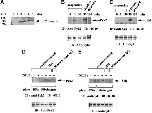 Fig. 3. Studies in granulocytic cells attaching to fibrinogen (Fg)-coated dishes on stimulation with fMLP. / (A) Day-course study of β2 integrin induction in HL-60 cells in the presence of DMSO. HL-60 cells were treated with 1.25% DMSO for the indicated days, and whole cell lysates were subjected to immunoblotting analysis with anti-β2 integrin polyclonal antibody. In each lane, the equivalent amounts of protein (8.5 μg) from whole cell lysates were loaded. The positions of molecular markers are shown on the left in kilodaltons. Arrow indicates the position of a β2 integrin protein band. (B-C) Pyk2 and Syk are tyrosine phosphorylated in relation to attachment to Fg. Granulocytic cells were incubated for the indicated times with 1 μmol/L fMLP on Fg-coated dishes (attached/detached) or in suspension in polypropylene tubes (suspension). Lysates from the equivalent number of cells (5 × 106 cells) were immunoprecipitated with anti-Pyk2 (B) or anti-Syk (SC-929; C) polyclonal antibody. Immunoblotting analysis was performed with antiphosphotyrosine monoclonal antibody 4G10. Each blot was stripped and reprobed with the indicated antibodies (B-C, lower panels). Arrows indicate the position of a Pyk2 (B, upper panel) or Syk (C, upper panel) protein band. (D-E) Tyrosine phosphorylation of Pyk2 and Syk in fMLP-stimulated, Fg-attached cells was inhibited by pretreatment of the cells with anti-β2 integrin antibody. Granulocytic cells were incubated for 30 minutes on dishes coated with Fg or bovine serum albumin (BSA) in the presence or absence of 1 μmol/L fMLP. In blocking experiments, some aliquots of cells were pretreated with anti-β2 integrin monoclonal antibody IB4 or normal mouse IgG before stimulation with fMLP. Lysates from the equivalent number of cells (5 × 106 cells) were immunoprecipitated with anti-Pyk2 (D) or anti-Syk (SC-573; E) polyclonal antibody. Immunoblotting analysis was performed with antiphosphotyrosine monoclonal antibody 4G10. Each blot was stripped and reprobed with the indicated antibodies (D-E, lower panels). Arrows indicate the position of a Pyk2 (D, upper panel) or Syk (E, upper panel) protein band.