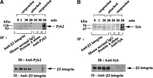 Fig. 4. Association of Pyk2 and Syk with β2 integrin in fMLP-stimulated granulocytic cells. / Granulocytic cells were incubated for the indicated times with 1 μmol/L fMLP on Fg-coated dishes (attached) or in suspension in polypropylene tubes (suspension). Lysates from the equivalent number of cells (5 × 106 cells) were immunoprecipitated with anti-β2 integrin monoclonal antibody, normal mouse IgG, protein A alone (A-B), anti-Pyk2 polyclonal antibody (A), or anti-Syk (SC-929) polyclonal antibody (B). Immunoblotting analysis was performed with anti-Pyk2 (A) or anti-Syk (B) polyclonal antibody. Each blot was stripped and reprobed with anti-β2 integrin polyclonal antibody (A-B, lower panels). The positions of molecular markers are shown on the left in kilodaltons. Arrows indicate the position of a Pyk2 (A, upper panel), Syk (B, upper panel), or β2 integrin (A-B, lower panels) protein band.