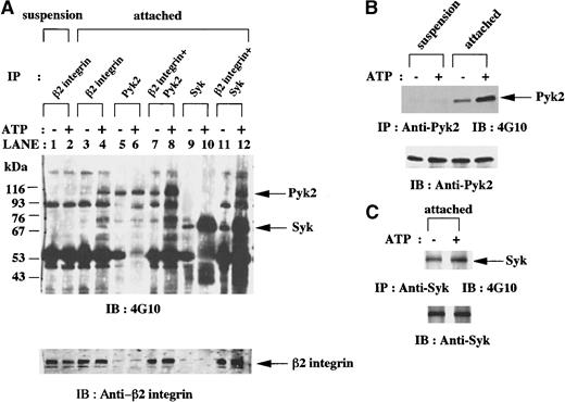Fig. 5. In vitro kinase assays of anti-β2 integrin, anti-Pyk2, and anti-Syk immunoprecipitates from lysates of fMLP-stimulated granulocytic cells. / (A) Granulocytic cells were incubated for 30 minutes with 1 μmol/L fMLP on Fg-coated dishes (attached) or in suspension in polypropylene tubes (suspension). Anti-β2 integrin, anti-Pyk2, and anti-Syk (SC-573) immunoprecipitates from lysates of the equivalent number of cells (5 × 106 cells) were mixed as indicated and subjected to in vitro kinase assays in the presence or absence of adenosine triphosphate (ATP) and immunoblotting with antiphosphotyrosine monoclonal antibody 4G10. Each blot was stripped and reprobed with anti-β2 integrin polyclonal antibody. The positions of molecular markers are shown on the left in kilodaltons. Arrows indicate the position of a Pyk2, Syk (upper panel), or β2 integrin (lower panel) protein band. (B-C) Granulocytic cells were incubated for 30 minutes with 1 μmol/L fMLP on Fg-coated dishes (attached) or in suspension in polypropylene tubes (suspension). Anti-Pyk2 (B) and anti-Syk (SC-929; C) immunoprecipitates from lysates of the equivalent number of cells (5 × 106 cells) were subjected to in vitro kinase assays in the presence or absence of ATP and immunoblotting with antiphosphotyrosine monoclonal antibody 4G10. Each blot was stripped and reprobed with the indicated antibodies (B-C, lower panels). Arrows indicate the position of a Pyk2 (B, upper panel) or Syk (C, upper panel) protein band.