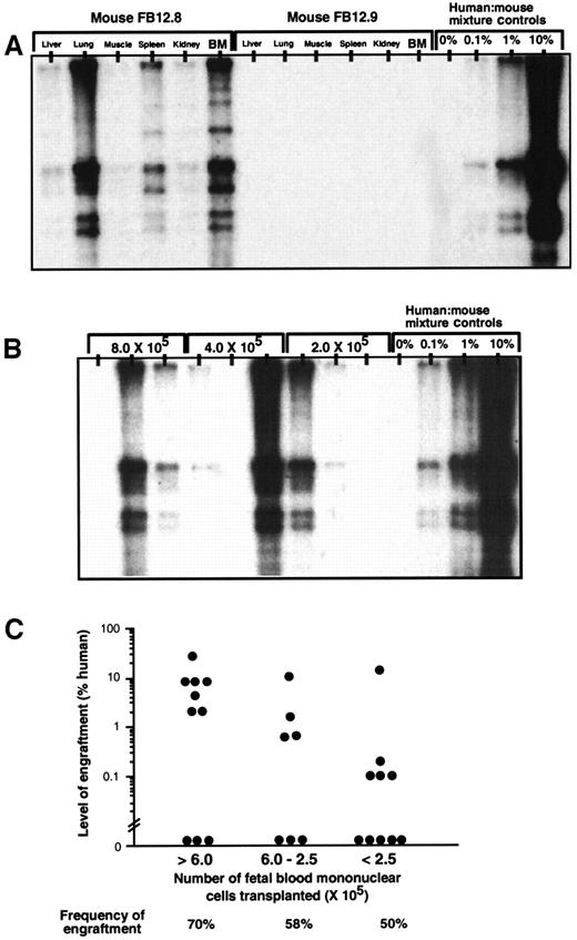 Fig. 2. Analysis of human engraftment and frequency of primitive human FB cells capable of repopulating NOD/SCID mice. / (A) Representative Southern blot analysis of liver, lung, muscle, spleen, kidney, and BM of 2 individual NOD/SCID mice transplanted with 4 × 105 human FB-MNCs. DNA was extracted from murine BM 8 weeks posttransplantation and hybridized with a human chromosome 17–specific α-satellite probe. Human cells were detectable in the BM of mouse FB12.8 by flow cytometric analysis using the human-specific panleukocyte marker CD45, whereas no human CD45+ cells were detectable in the BM of mouse FB12.9. (B) Representative Southern blot analysis of 9 individual NOD/SCID mice transplanted with a single FB sample using 8 × 105 (lanes 1-3), 4 × 105(lanes 4-6), and 2 × 105 FB-MNCs (lanes 7-10). (C) Summary of the level of human cell engraftment in the BM of mice transplanted with human FB-MNCs from 6 independent samples. NOD/SCID mice (n = 27) were transplanted with various doses of FB cells (range, 1 × 105 to 1 × 106). Each symbol represents a single NOD/SCID recipient. Mice were considered to be engrafted if a band was detectable by Southern blotting of the extracted DNA followed by hybridization with a human-specific probe (limit of detection of 0.05% human). Poisson statistics were applied to the single-hit model, and the frequency of SRCs, calculated using the maximum likelihood estimator, was 1 SRC in 3.2 × 105FB-MNCs (95% confidence interval, 1 in 1.8 × 105 to 1 in 7.2 × 105).