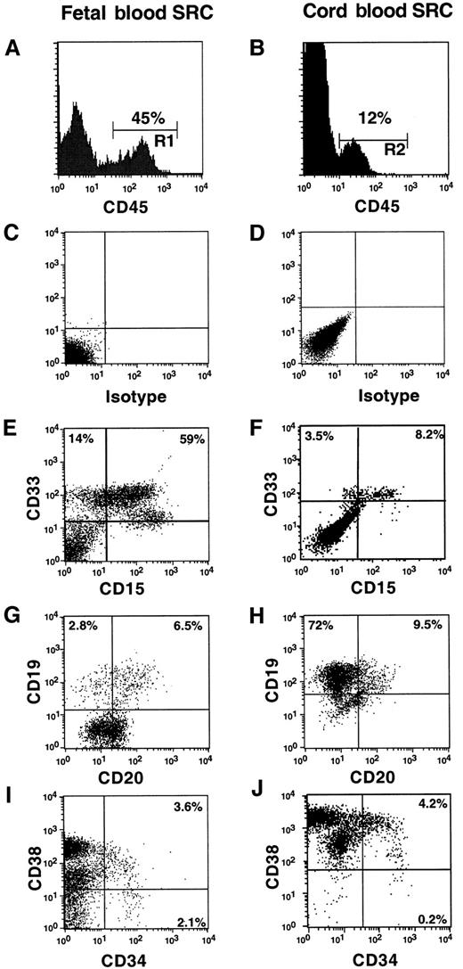 Fig. 4. Comparison of engraftment composition in the BM of NOD/SCID mice transplanted with human fetal and CB stem cells. / BM from representative engrafted mice transplanted with 6 × 105 (2 FB-SRCs) or 20 × 105 (2 CB-SRCs) MNCs. Murine BM cells were stained with various human-specific monoclonal antibodies and analyzed by flow cytometry. (A,B) Histograms of CD45 (panleukocyte marker) expression indicating that 45% and 12% of the cells present in the murine BM were human from FB- and CB-transplanted animals, respectively. Analysis of lineage markers was done on cells within gate R1 and R2 (CD45+). (C,D) Representative isotype controls for nonspecific immunoglobulin G staining for each mouse. (E,F) Expression of myeloid marker CD33 and mature myeloid marker CD15, (G,H) pan–B-cell markers CD19 and CD20, and (I,J) CD38 and immature hematopoietic marker CD34. Multilineage engraftment shown here was similar to that found in additional mice transplanted with FB- and CB-MNCs and purified subsets of FB and CB CD34+CD38−Lin− cells.