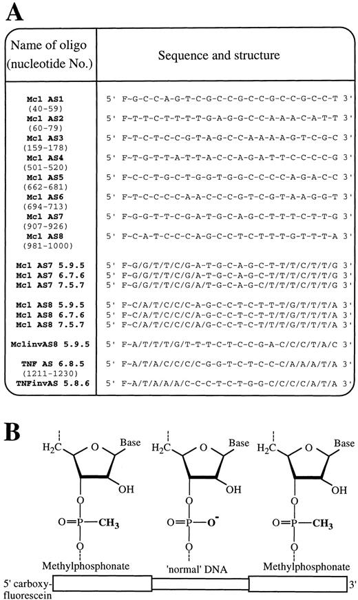 Fig. 2. Sequence and structure of oligodeoxynucleotides. / (A) Abbreviated names, sequence, and internucleoside linkages of all oligodeoxynucleotides used in this study. Target positions of oligonucleotides within the mRNA of Mcl-1 (ORF 61-1110) and TNF-α (ORF 86-787) are shown in brackets below each oligodeoxynucleotide name. F∼ = 5(6)carboxyfluorescein-aminohexanol linkage, / = phosphodiester internucleoside linkage, and − = methylphosphonate internucleosidal linkage. (B) Schematic showing chimeric phosphodiester/methylphosphonate oligodeoxynucleotide structure.