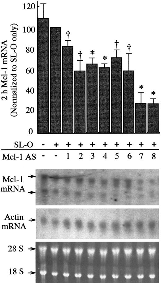 Fig. 3. Efficacy of 8 all-phosphodiester Mcl-1 AS oligodeoxynucleotides against Mcl-1 mRNA 2 hours after introduction of AS oligodeoxynucleotides. / U937 cells were treated for 3 hours with PMA before introduction of AS oligodexoynucleotides. Total RNA was extracted 2 hours after AS treatment, and Mcl-1 and actin mRNA levels were assessed by Northern blotting. The blots shown are representative of 3 independent experiments. Ethidium bromide–stained 28 and 18 S rRNA is shown to indicate the equivalence of loading. Significant difference from controls treated only with SL-O is indicated by a dagger (P ≤ .05) or an asterisk (P ≤ .01).