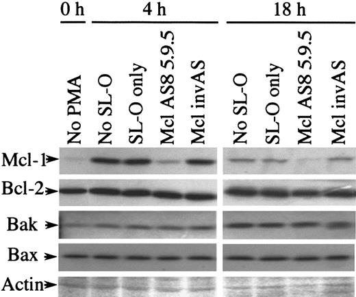 Fig. 6. Expression of Bcl-2 family members other than Mcl-1 are unaffected by Mcl-1 AS treatment. / Protein samples from untreated and PMA- and oligodeoxynucleotide-treated U937 cells were analyzed by Western blotting for various Bcl-2–related proteins. Ponceau-stained actin is shown to demonstrate the equivalence of loading. The results are representative of 3 separate experiments.
