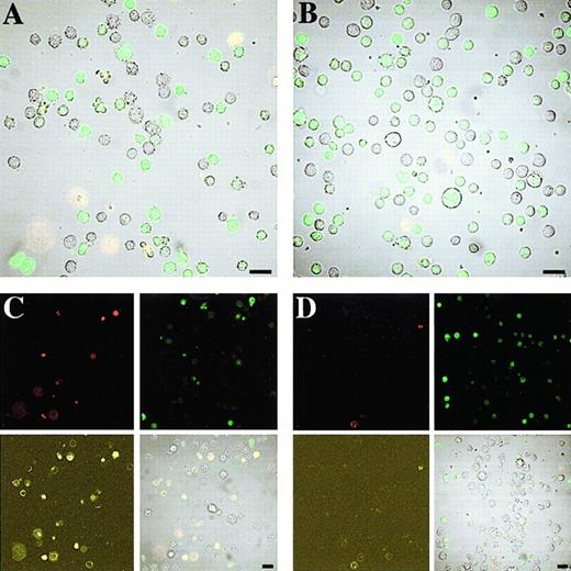 Fig. 8. AS-fluorescein, annexinV-Cy3, and PI comprise the 3-color confocal microscopy of U937 cells treated with Mcl AS8 5.9.5 and Mcl invAS8 5.9.5 for 18 hours. / The cells were treated and cultured as described in “Materials and methods.” (A) Cells were treated with Mcl AS8 5.9.5 for 4 hours and (C) 18 hours. (B) Cells were treated with Mcl invAS8 5.9.5 for 4 hours and (D) 18 hours. (C and D) PI fluorescence is depicted in the top left panel, fluorescein in the top right, Cy3 in the bottom left, and a bright field superimposed with all fluorescence channels in the bottom right. (A and B) A bright field superimposed with all fluorescence channels. The results are representative of 3 separate experiments. Bar = 20 μmol/L.