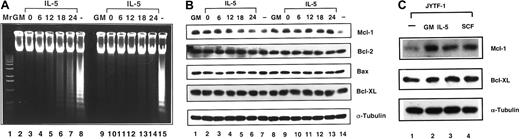 Fig. 1. IL-5 is unable to suppress apoptosis or induce Mcl-1 in TF-1 cells. / (A) IL-5 suppressed apoptosis in JYTF-1, but not in TF-1 cells. TF-1 (lanes 2-8) and JYTF-1 (lanes 9-15) cells were transferred from medium containing GM-CSF (lanes 2 and 9) into medium containing IL-5 for various time periods (lanes 3-7 and 10-14) and were subjected to DNA ladder analysis. Two DNA samples from cells kept in 0.5% FBS cytokine-free medium for 24 hours were used as controls (lanes 8 and 15). DNA samples were fractionated in 1.5% agarose gel. Mr indicates molecular weight marker. (B) IL-5 sustained Mcl-1 expression in JYTF-1, but not in TF-1 cells. TF-1 (lanes 1-7) and JYTF-1 (lanes 8-14) cells were treated as described in panel A. Cell lysates were prepared from cells at each time point and subjected to Western blot analysis for the protein expression of Mcl-1, Bcl-2, Bcl-XL, Bax, and α-tubulin probing with antibodies specific for each antigen. The immunoblots were visualized using an ECL system. Experiments were repeated 3 times and a representative result is shown in this figure. (C) Expression of Mcl-1, but not of Bcl-XL, is stimulated by GM-CSF, IL-5, or SCF in JYTF-1 cells. JYTF-1 cells were deprived of cytokines for 24 hours (lane 1) and restimulated with GM-CSF (lane 2), IL-5 (lane 3), or SCF (lane 4) for 1 hour. Cell lysates were analyzed as described in panel B, except that only Mcl-1, Bcl-XL, or α-tubulin levels were probed with specific antibodies.