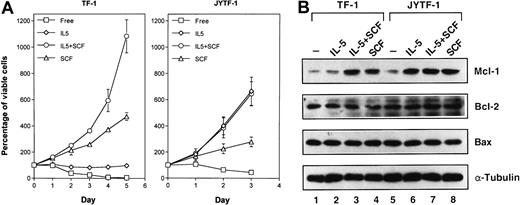 Fig. 2. Proliferation synergism of SCF correlates with Mcl-1 inducibility. / (A) Requirement of SCF costimulation for optimal proliferation of TF-1 cell line. Stationary TF-1 and JYTF-1 cells were transferred into fresh culture media containing IL-5 (⋄), SCF (▵), IL-5 plus SCF (○), or no cytokine (■) and the viable cell numbers were measured every 24 hours by trypan blue dye exclusion assay. Left panel is for TF-1 cells and right panel is for JYTF-1 cells. Each number is the average of 3 independent measurements and SDs are shown as error bars. (B) SCF costimulation induced Mcl-1 expression in TF-1 cells. TF-1 (lanes 1-4) and JYTF-1 (lanes 5-8) cells were starved in cytokine-free medium for 24 hours (lanes 1 and 5) and then treated with IL-5 (lanes 2 and 6), SCF (lanes 4 and 8), or IL-5 plus SCF (lanes 3 and 7) for 1 hour before harvesting for lysate preparation. Western blot analysis was performed for the expression of Mcl-1, Bcl-2, Bax, and α-tubulin as described in Figure 1B. Experiments were repeated twice and a representative result is shown in this figure.